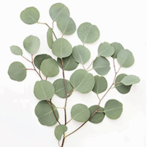 Eucalyptus Silver Dollar